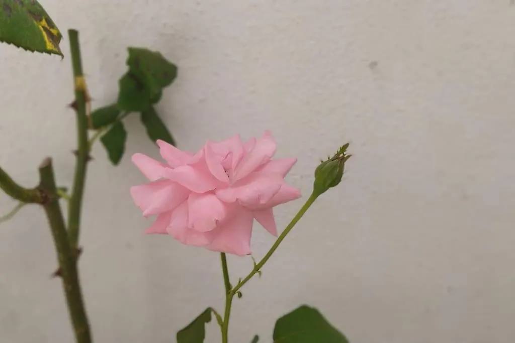 La Dimora Del Viaggiatore Alghero Appartement